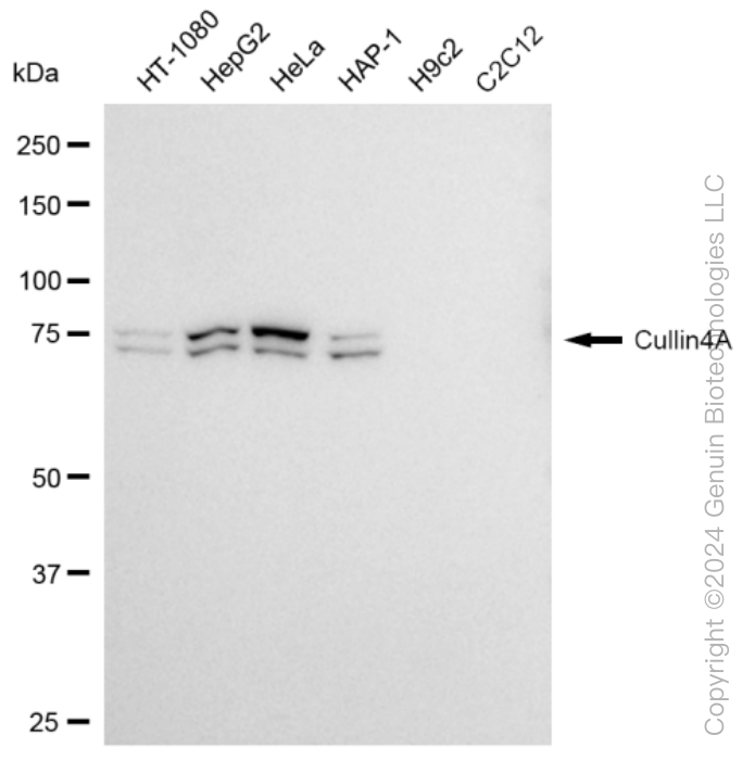 KD-Validated Anti-Cullin4A Rabbit Monoclonal Antibody ABG1429