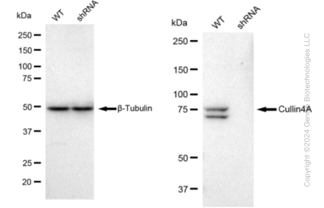 KD-Validated Anti-Cullin4A Rabbit Monoclonal Antibody ABG1429