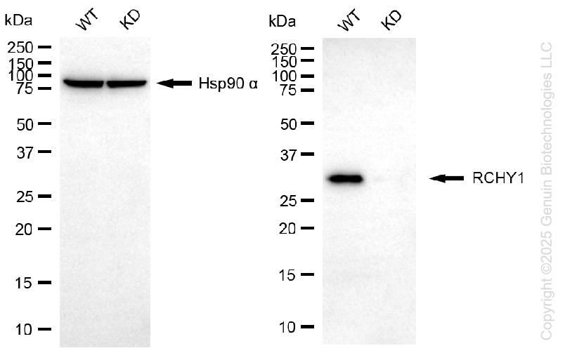 KD-Validated Anti-RCHY1 Rabbit Monoclonal Antibody ABG1430