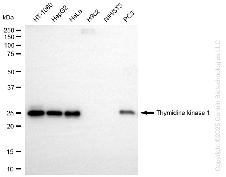 KD-Validated Anti-Thymidine Kinase 1 Rabbit Monoclonal Antibody ABG1431