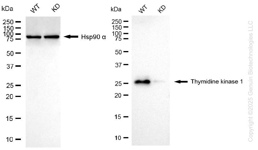 KD-Validated Anti-Thymidine Kinase 1 Rabbit Monoclonal Antibody ABG1431