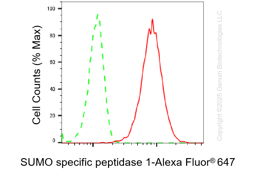 KD-Validated Anti-SUMO Specific Peptidase 1 Rabbit Monoclonal Antibody ABG1432