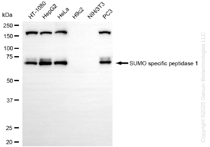 KD-Validated Anti-SUMO Specific Peptidase 1 Rabbit Monoclonal Antibody ABG1432