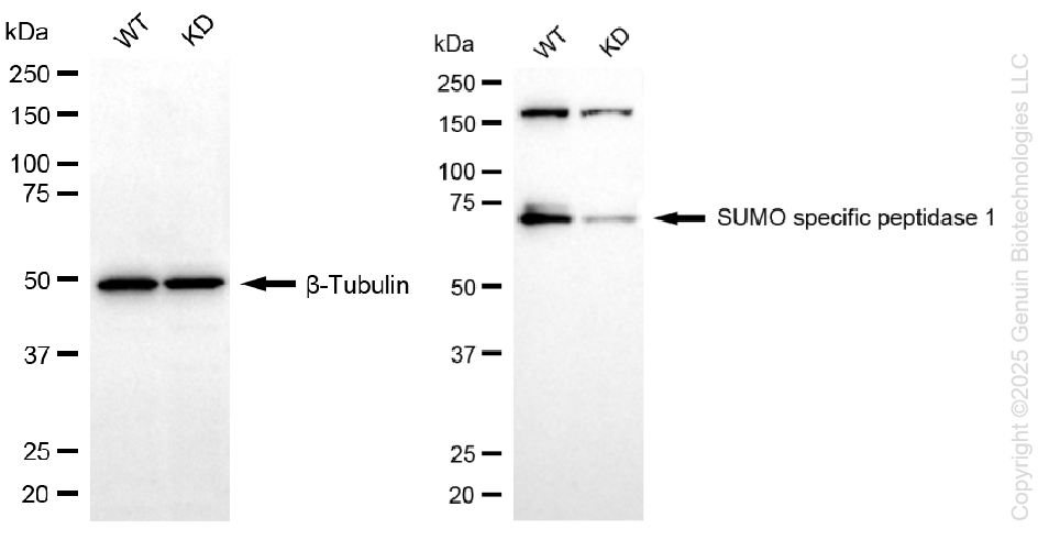 KD-Validated Anti-SUMO Specific Peptidase 1 Rabbit Monoclonal Antibody ABG1432