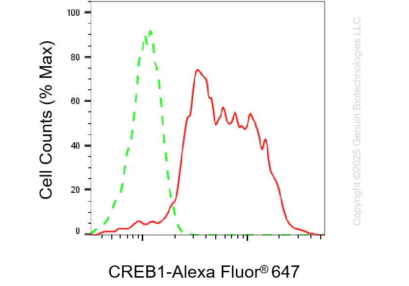 KD-Validated Anti-CREB1 Rabbit Monoclonal Antibody ABG1433