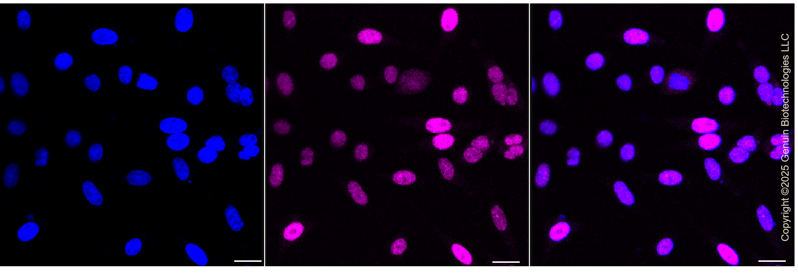 KD-Validated Anti-CREB1 Rabbit Monoclonal Antibody ABG1433
