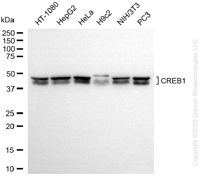 KD-Validated Anti-CREB1 Rabbit Monoclonal Antibody ABG1433