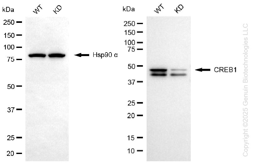 KD-Validated Anti-CREB1 Rabbit Monoclonal Antibody ABG1433
