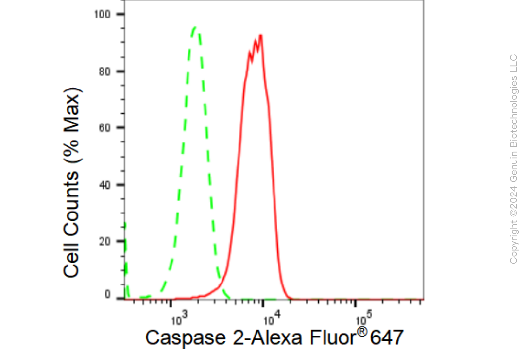 KD-Validated Anti-Caspase 2 Rabbit Monoclonal Antibody ABG1434
