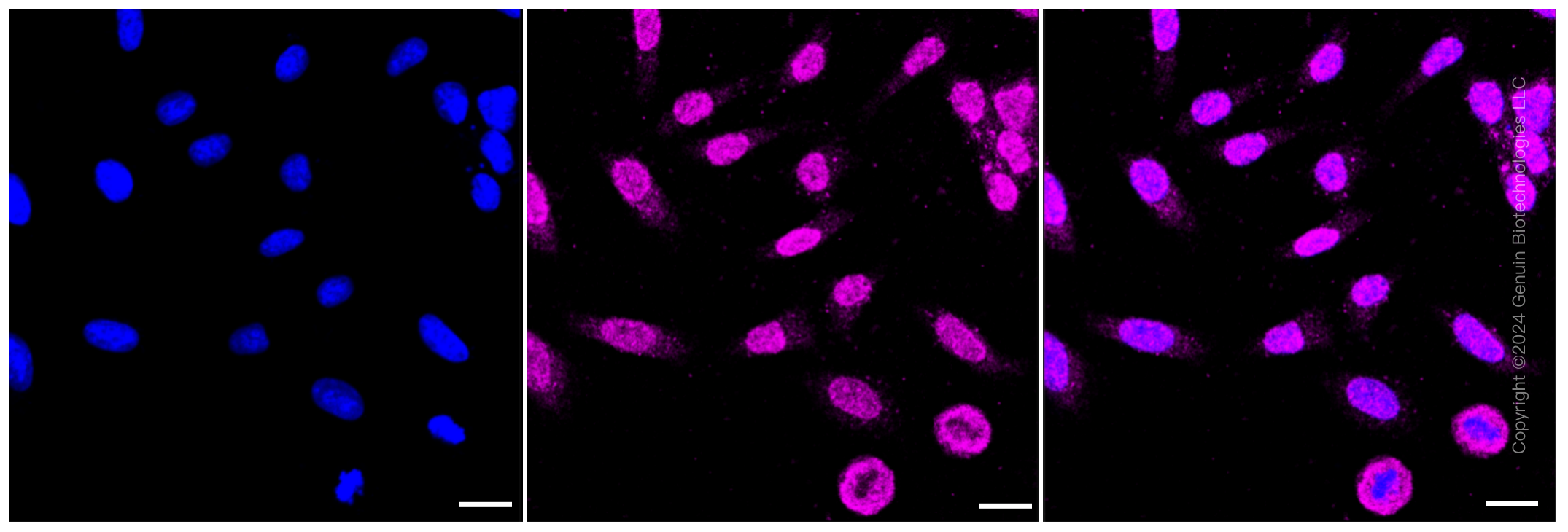KD-Validated Anti-Caspase 2 Rabbit Monoclonal Antibody ABG1434