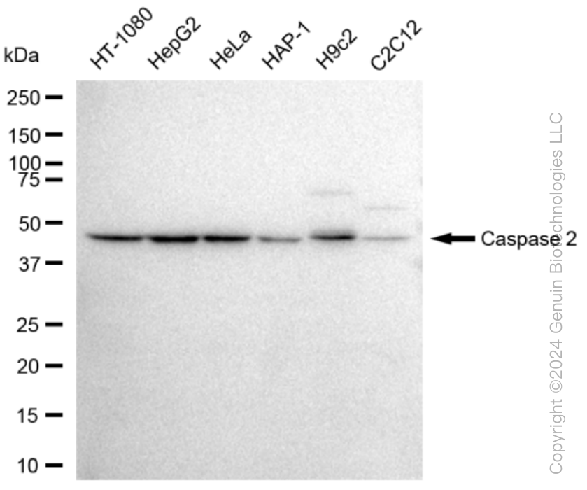 KD-Validated Anti-Caspase 2 Rabbit Monoclonal Antibody ABG1434