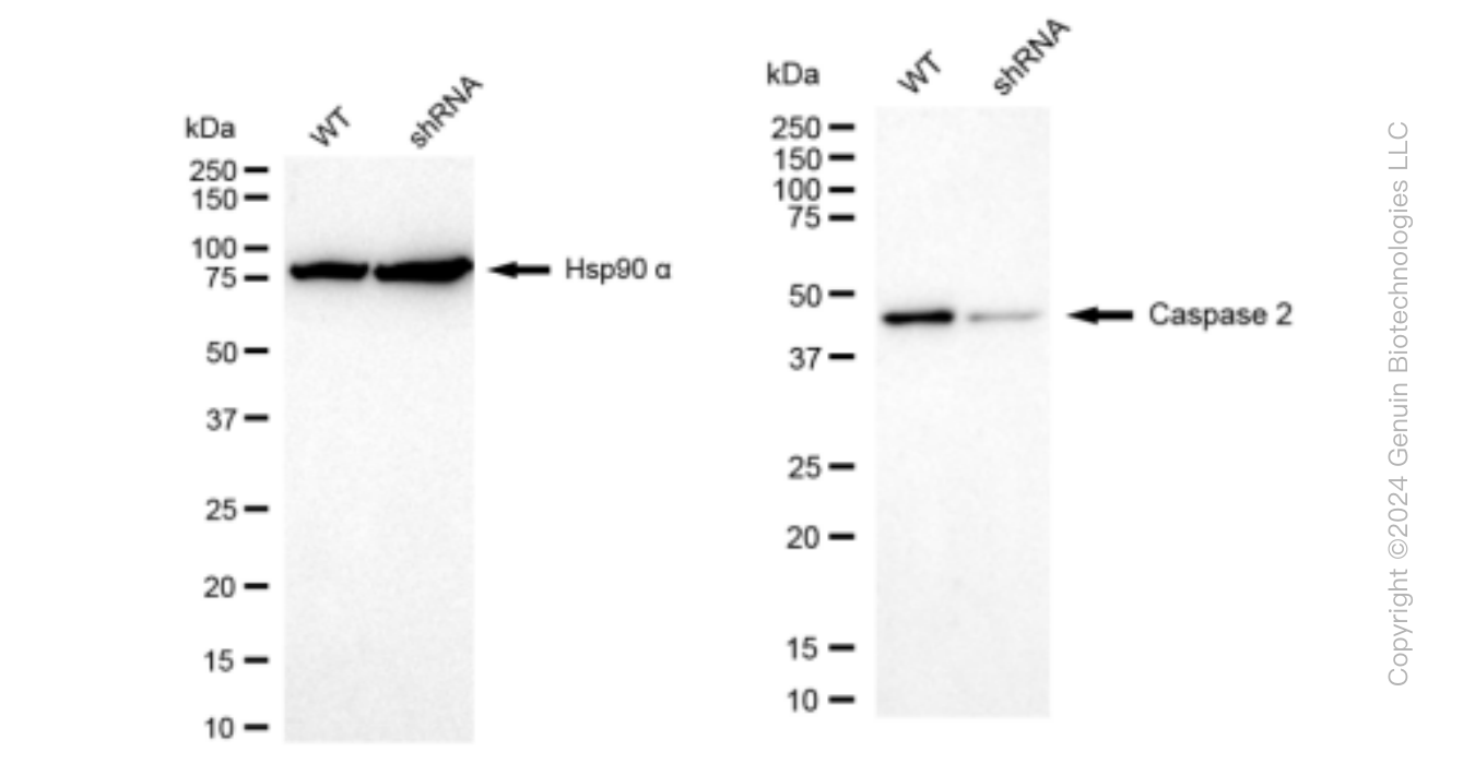 KD-Validated Anti-Caspase 2 Rabbit Monoclonal Antibody ABG1434