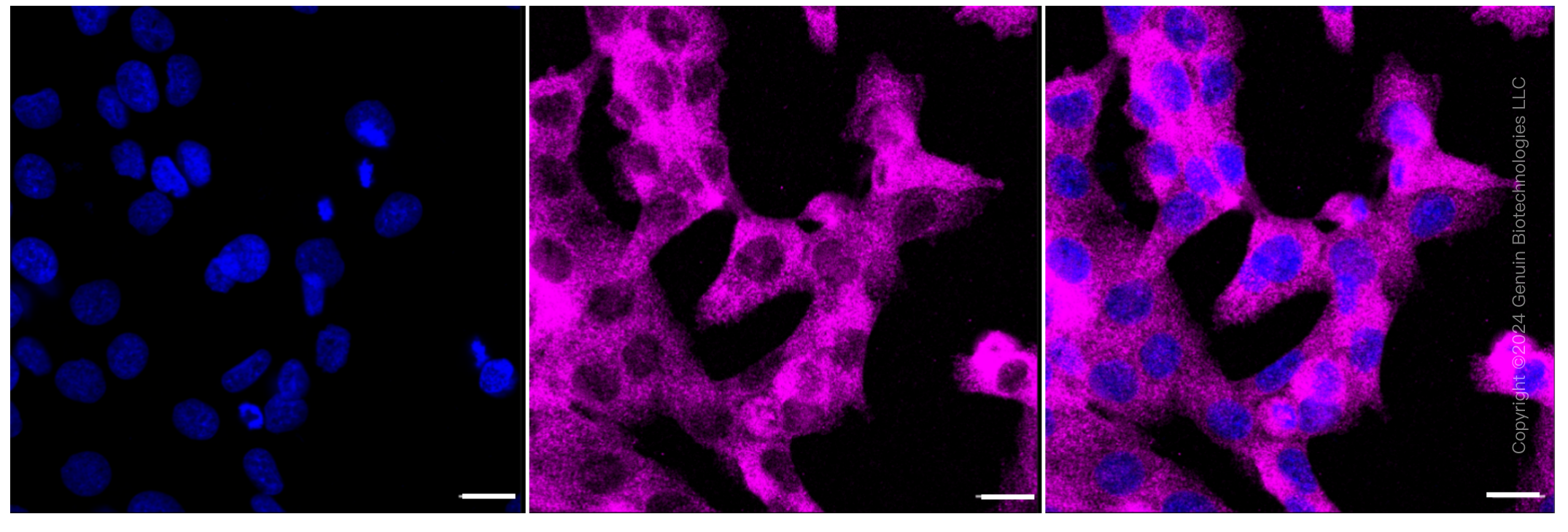 KD-Validated Anti-CTP synthase 1 Rabbit Monoclonal Antibody ABG1435