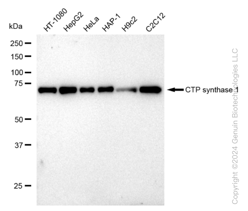 KD-Validated Anti-CTP synthase 1 Rabbit Monoclonal Antibody ABG1435