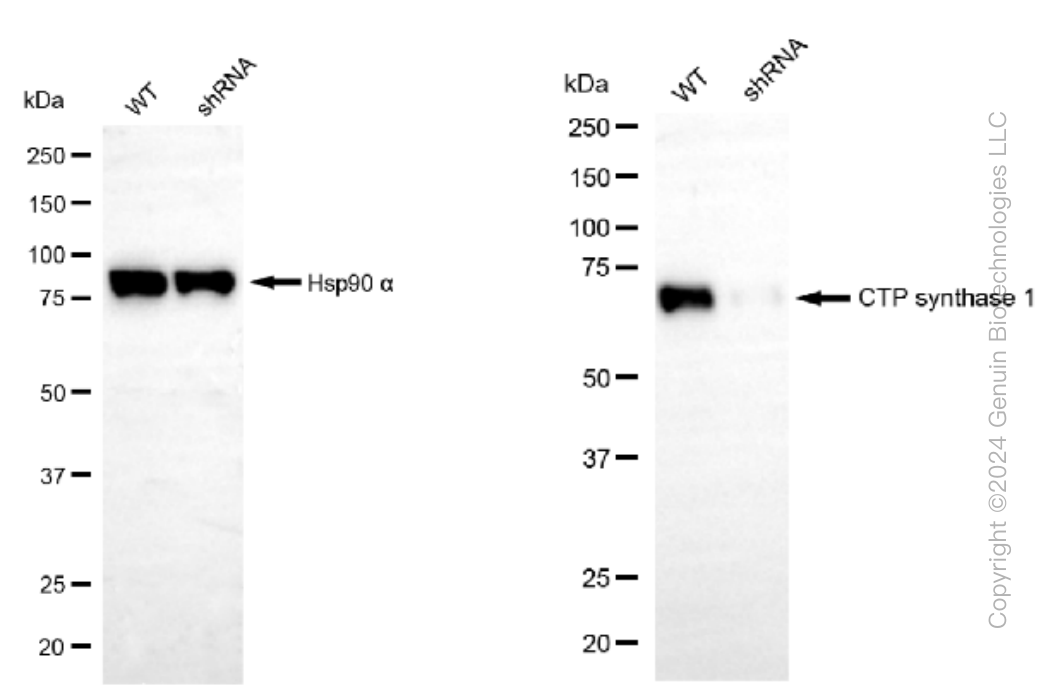 KD-Validated Anti-CTP synthase 1 Rabbit Monoclonal Antibody ABG1435