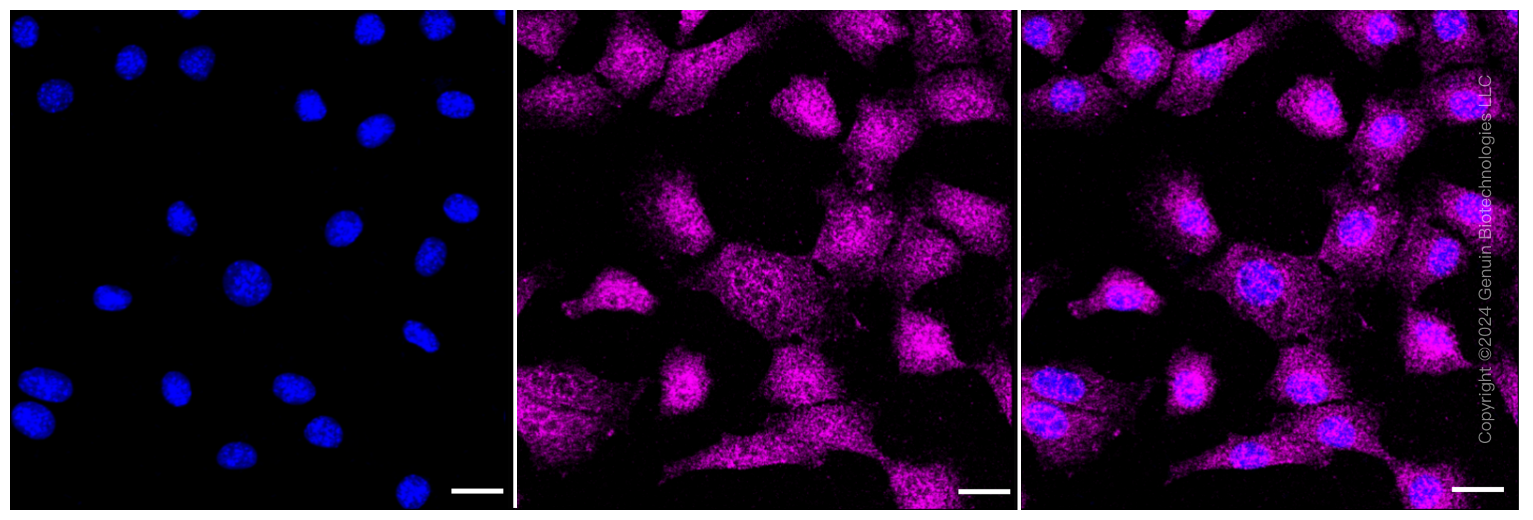 KD-Validated Anti-Phospho-GSK3 (alpha + beta)(Y216 + Y279) Rabbit Monoclonal Antibody ABG1436