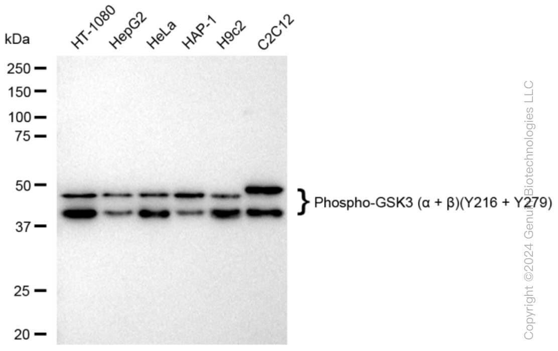 KD-Validated Anti-Phospho-GSK3 (alpha + beta)(Y216 + Y279) Rabbit Monoclonal Antibody ABG1436