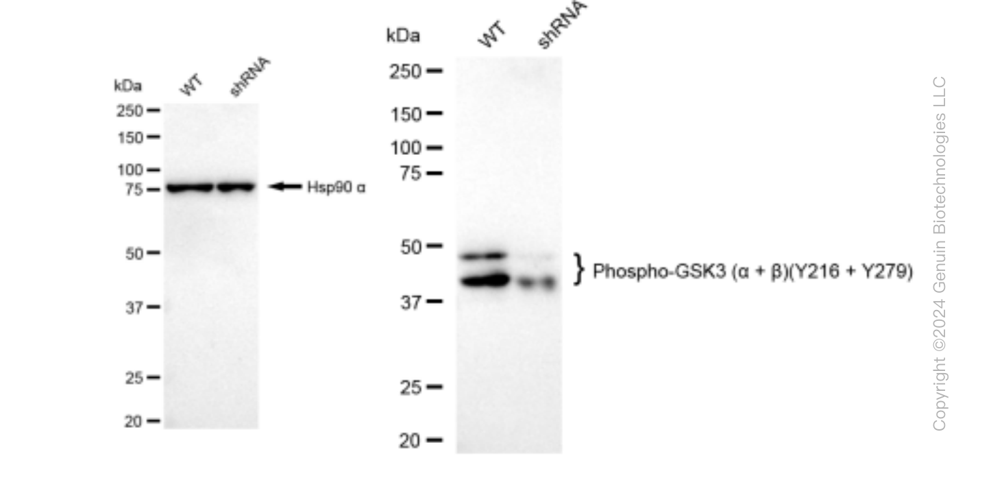 KD-Validated Anti-Phospho-GSK3 (alpha + beta)(Y216 + Y279) Rabbit Monoclonal Antibody ABG1436