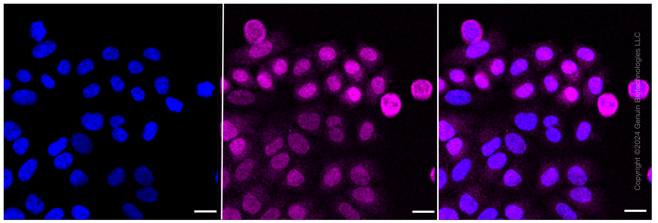 KD-Validated Anti-Caspase 9 Rabbit Monoclonal Antibody ABG1437