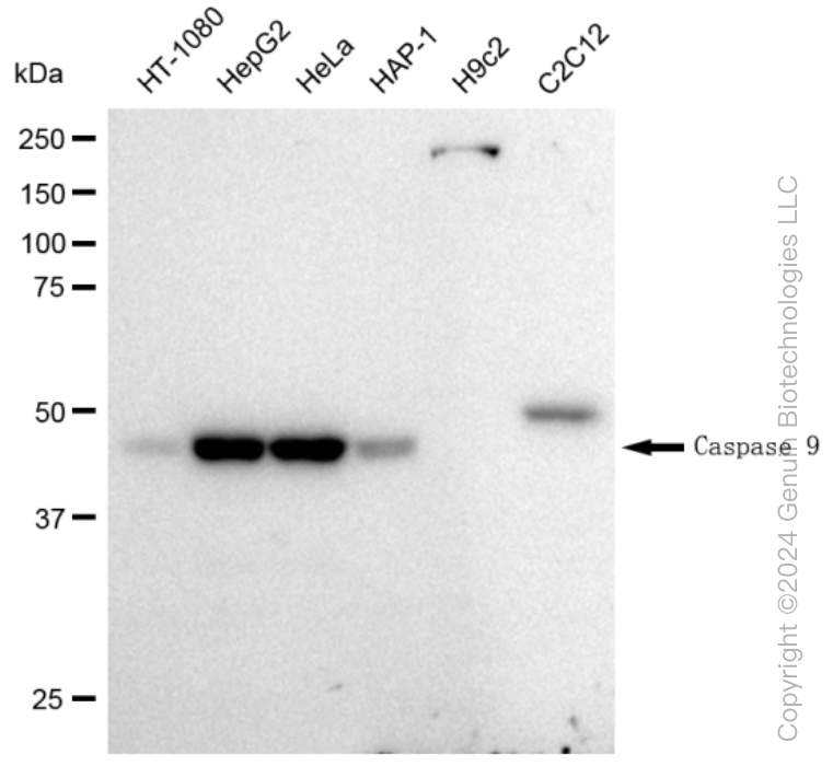KD-Validated Anti-Caspase 9 Rabbit Monoclonal Antibody ABG1437