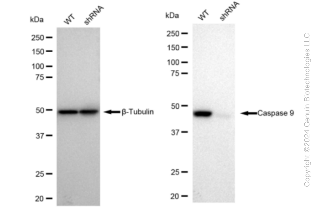 KD-Validated Anti-Caspase 9 Rabbit Monoclonal Antibody ABG1437