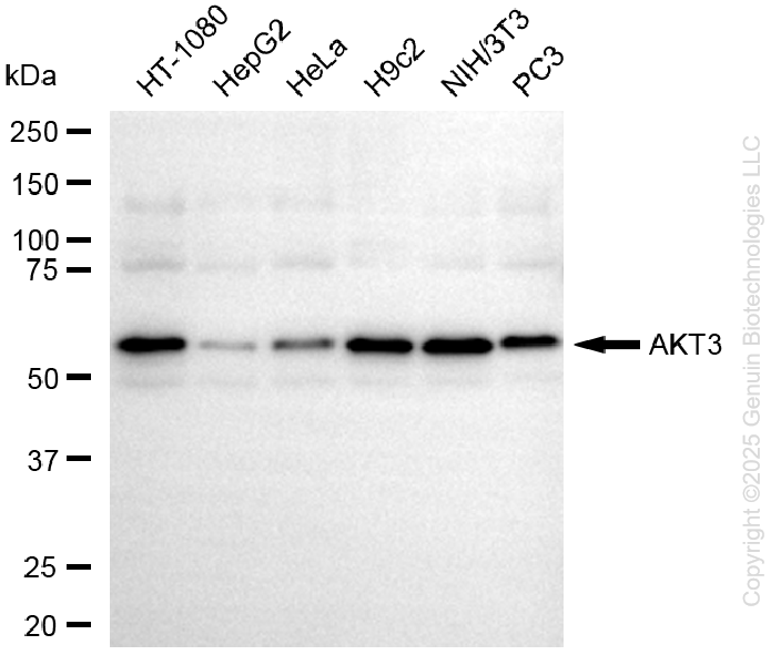 KD-Validated Anti-AKT3 Mouse Monoclonal Antibody ABG1438