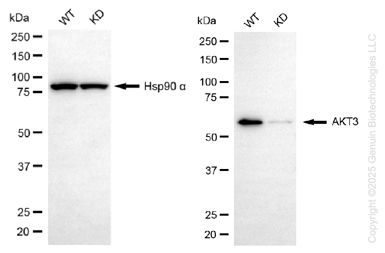 KD-Validated Anti-AKT3 Mouse Monoclonal Antibody ABG1438