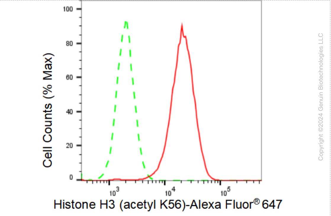 KD-Validated Anti-Histone H3 (acetyl K56) Rabbit Monoclonal Antibody ABG1439
