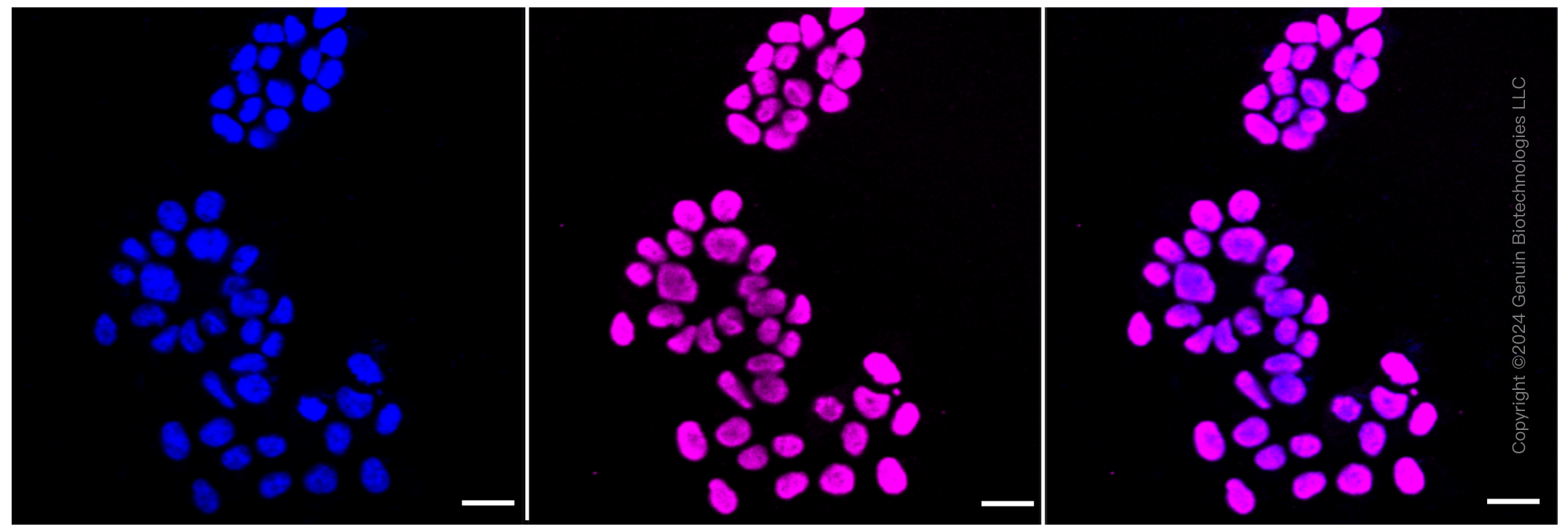 KD-Validated Anti-Histone H3 (acetyl K56) Rabbit Monoclonal Antibody ABG1439