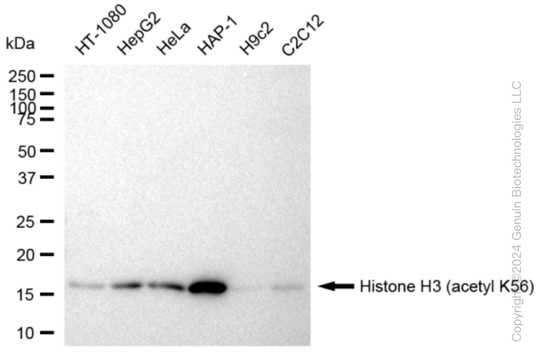 KD-Validated Anti-Histone H3 (acetyl K56) Rabbit Monoclonal Antibody ABG1439