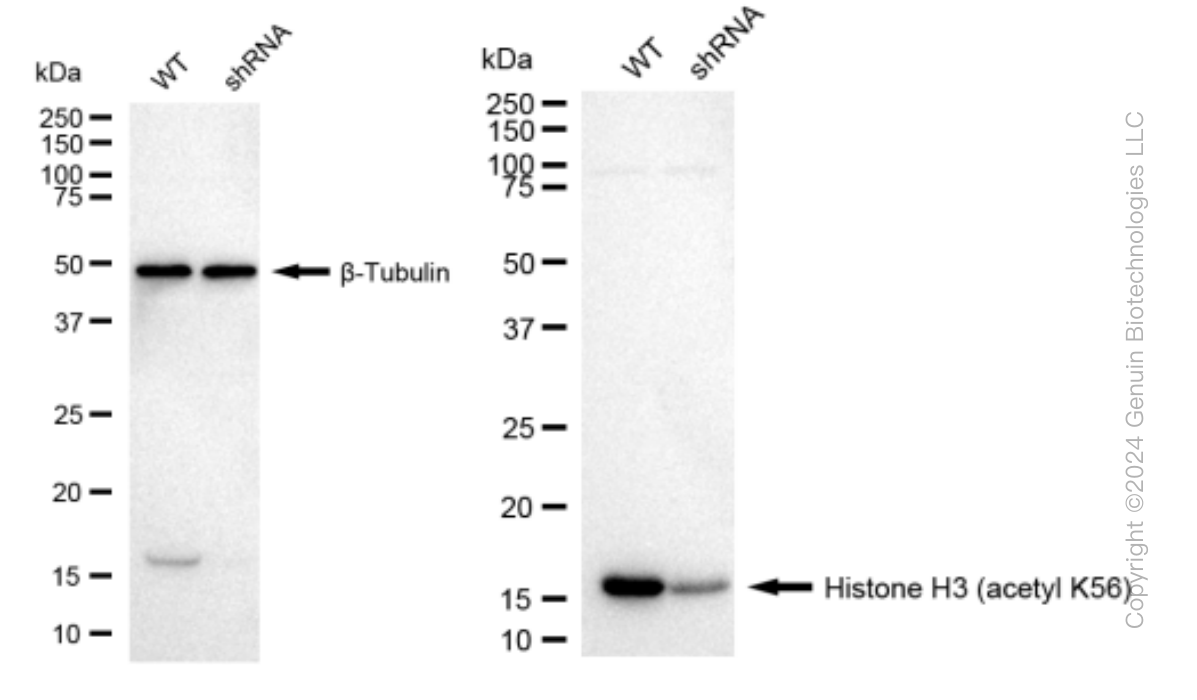 KD-Validated Anti-Histone H3 (acetyl K56) Rabbit Monoclonal Antibody ABG1439