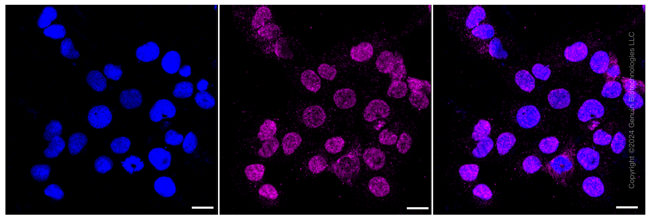 KD-Validated Anti-Cystatin C Rabbit Monoclonal Antibody ABG1440