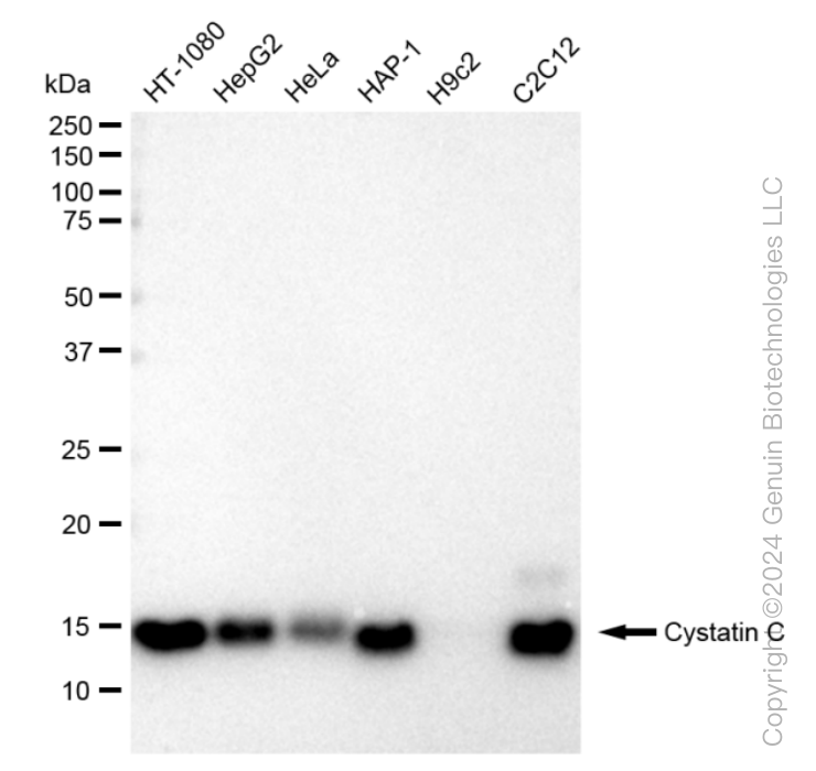 KD-Validated Anti-Cystatin C Rabbit Monoclonal Antibody ABG1440