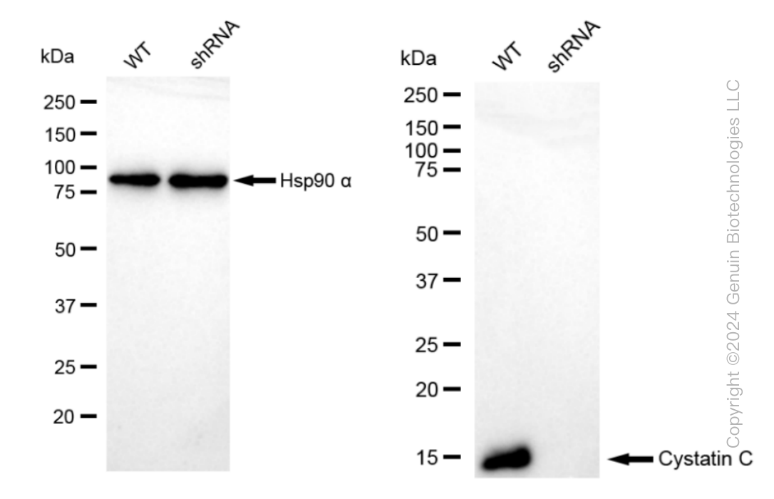 KD-Validated Anti-Cystatin C Rabbit Monoclonal Antibody ABG1440
