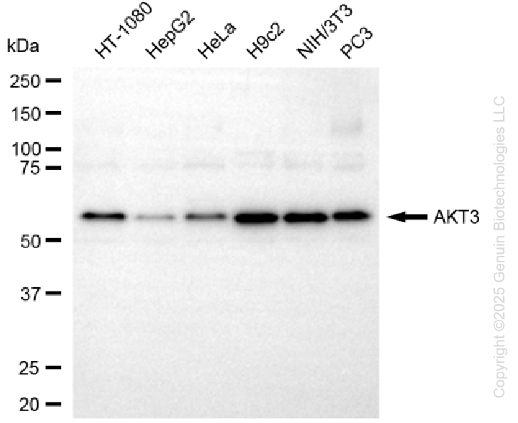 KD-Validated Anti-AKT3 Mouse Monoclonal Antibody ABG1441