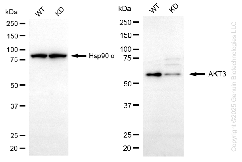KD-Validated Anti-AKT3 Mouse Monoclonal Antibody ABG1441