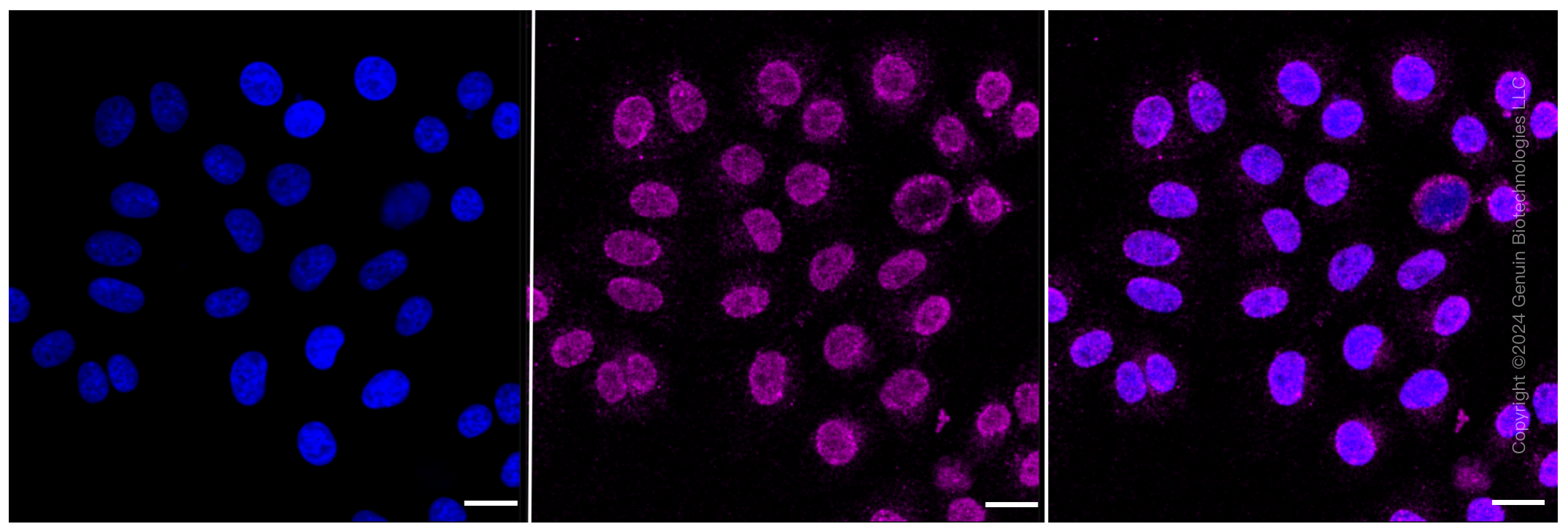 KD-Validated Anti-Nicastrin Rabbit Monoclonal Antibody ABG1442