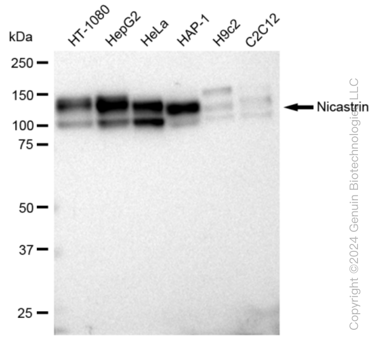KD-Validated Anti-Nicastrin Rabbit Monoclonal Antibody ABG1442