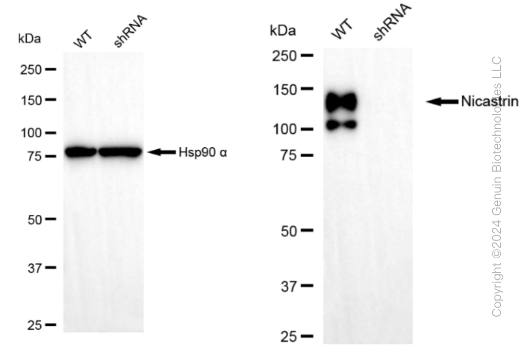 KD-Validated Anti-Nicastrin Rabbit Monoclonal Antibody ABG1442
