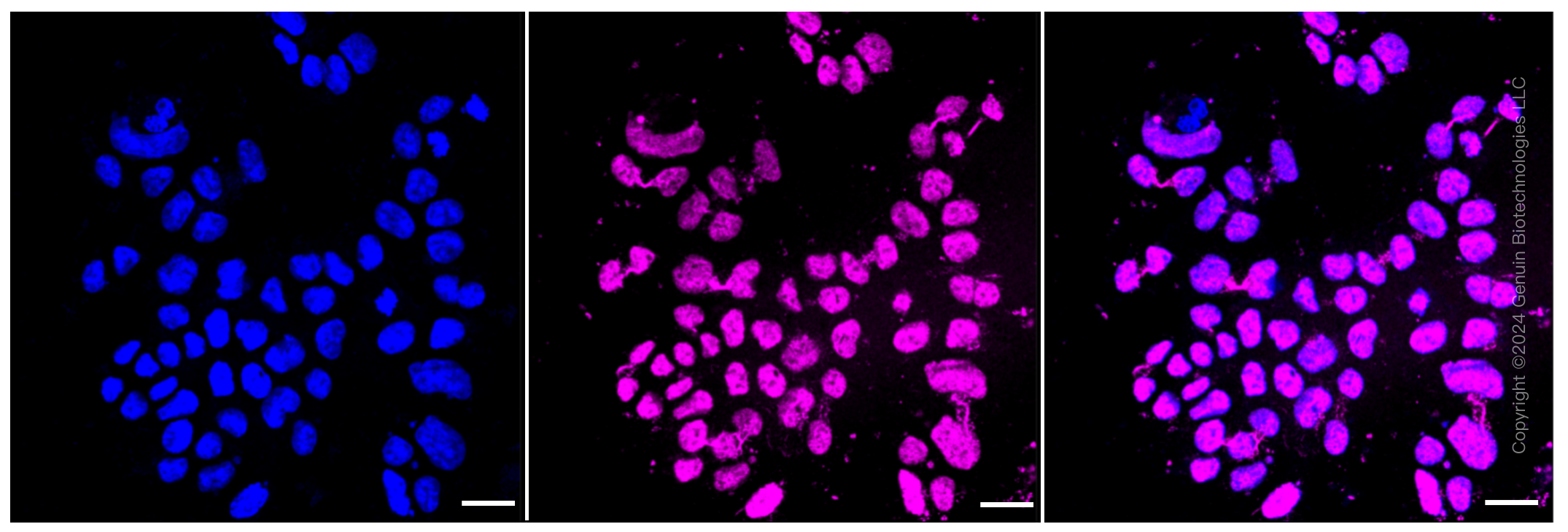 KD-Validated Anti-Histone H3 (acetyl K9) Rabbit Monoclonal Antibody ABG1443