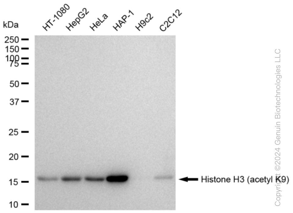 KD-Validated Anti-Histone H3 (acetyl K9) Rabbit Monoclonal Antibody ABG1443