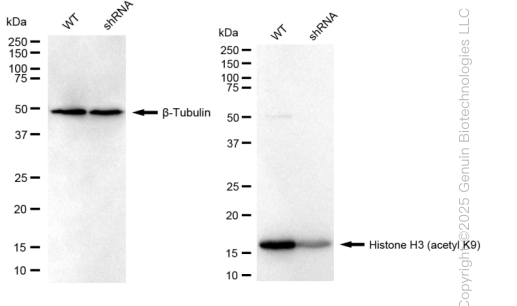KD-Validated Anti-Histone H3 (acetyl K9) Rabbit Monoclonal Antibody ABG1443