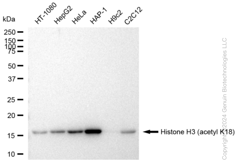 KD-Validated Anti-Histone H3 (acetyl K18) Rabbit Monoclonal Antibody ABG1444