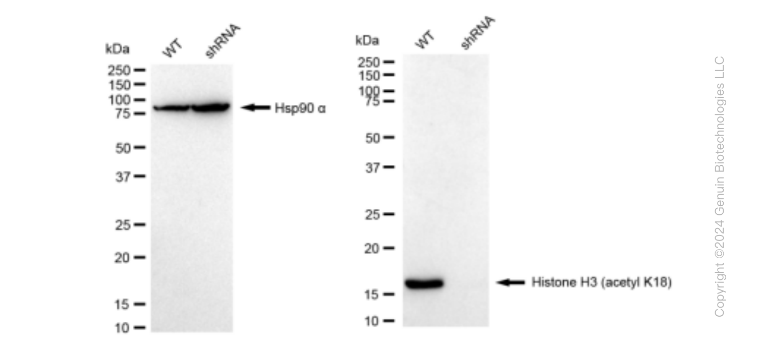 KD-Validated Anti-Histone H3 (acetyl K18) Rabbit Monoclonal Antibody ABG1444