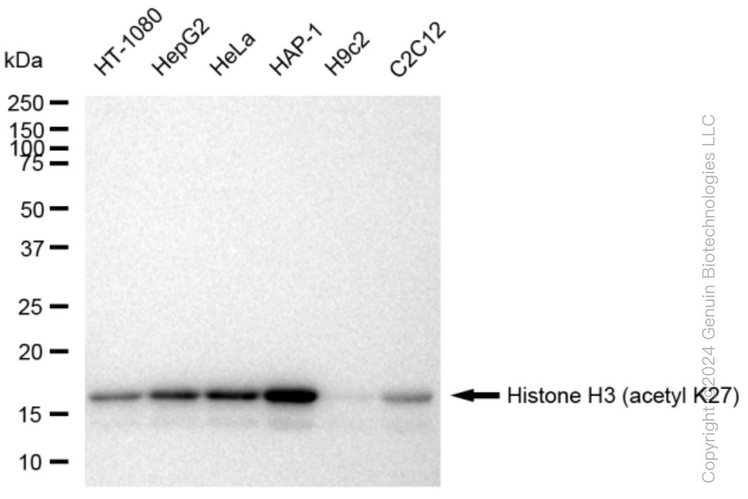 KD-Validated Anti-Histone H3 (acetyl K27) Rabbit Monoclonal Antibody ABG1445
