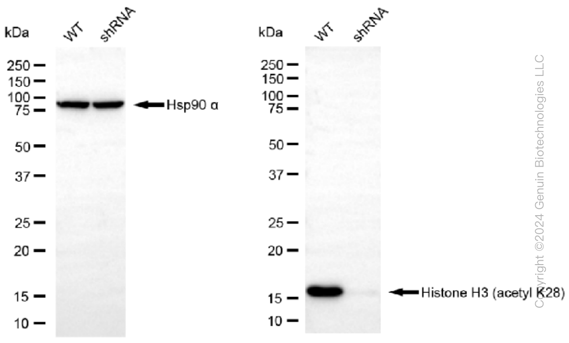 KD-Validated Anti-Histone H3 (acetyl K27) Rabbit Monoclonal Antibody ABG1445