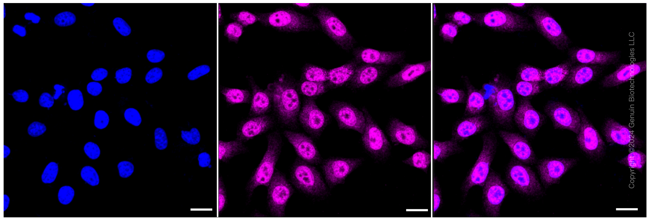 KD-Validated Anti-HAUS7 Rabbit Monoclonal Antibody ABG1446