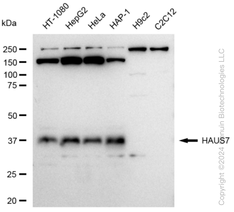 KD-Validated Anti-HAUS7 Rabbit Monoclonal Antibody ABG1446