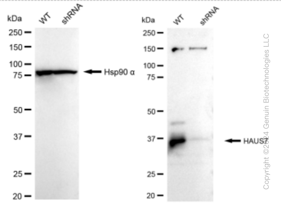 KD-Validated Anti-HAUS7 Rabbit Monoclonal Antibody ABG1446
