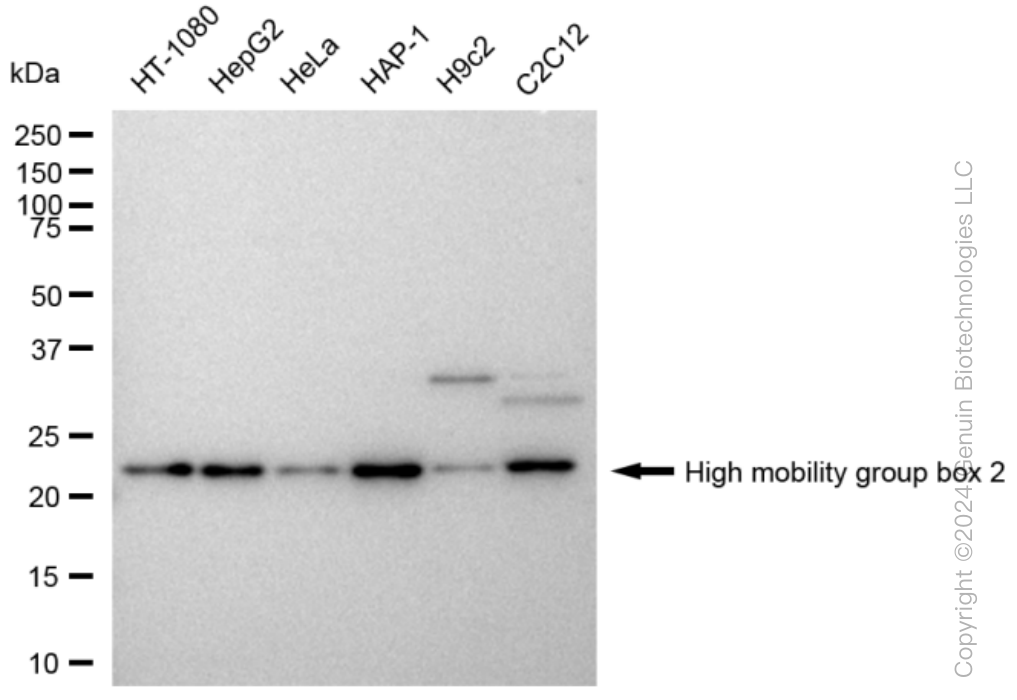 KD-Validated Anti-High mobility group box 2 Rabbit Monoclonal Antibody ABG1447